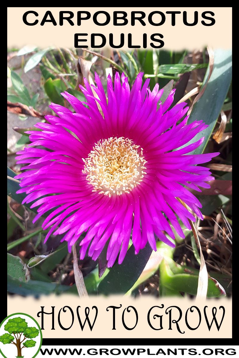 How to grow Carpobrotus edulis