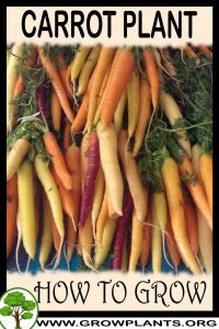 How to grow Carrot plant