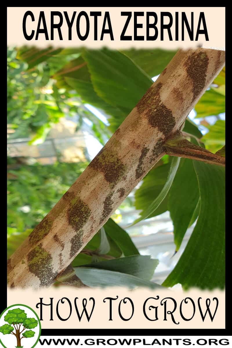 How to grow Caryota zebrina