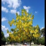 Cassia fistula