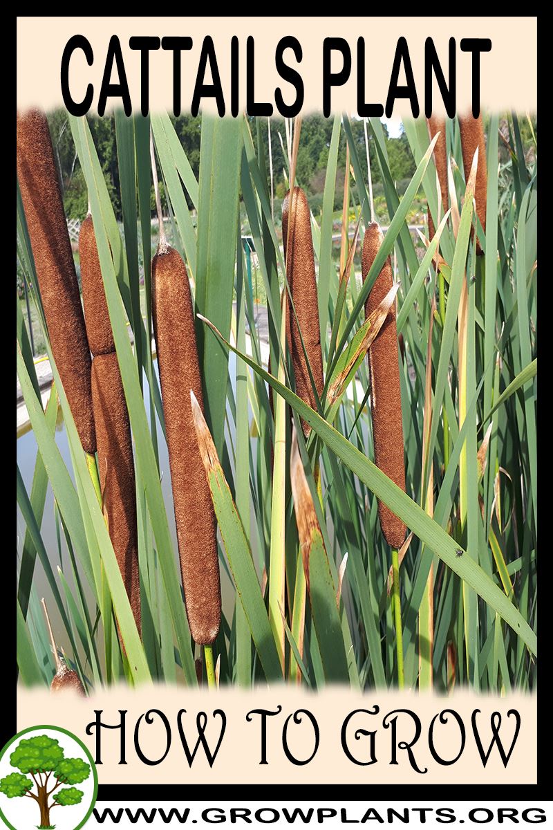 Cattails How to grow & care