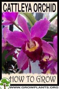 How to grow Cattleya