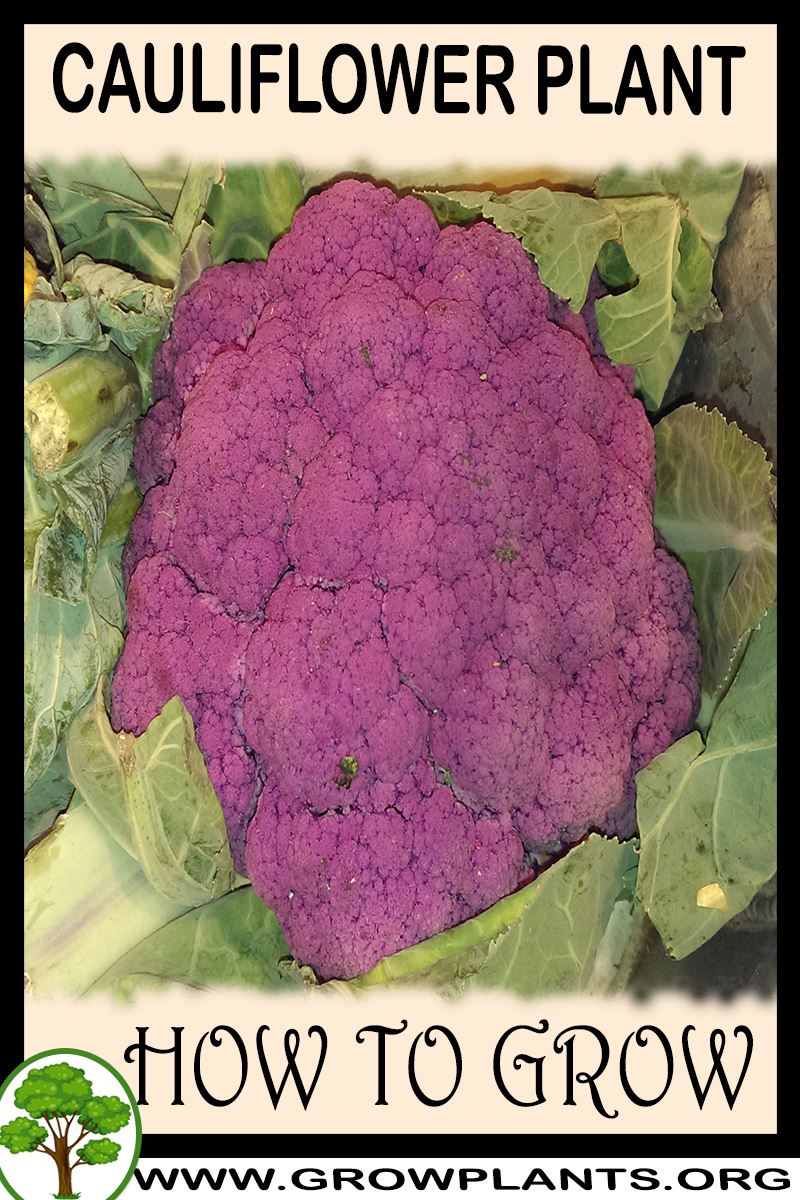 How to grow Cauliflower plant