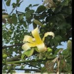 Ceiba chodatii
