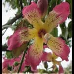 Ceiba speciosa