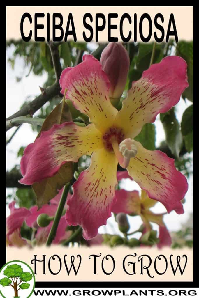 Ceiba speciosa
