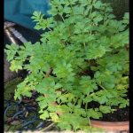 Celery plant