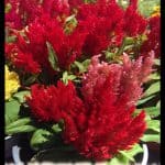 Celosia argentea