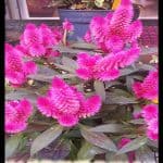 Celosia plant