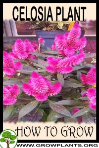 How to grow Celosia plant