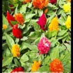 Celosia plumosa