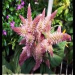 Celosia spicata