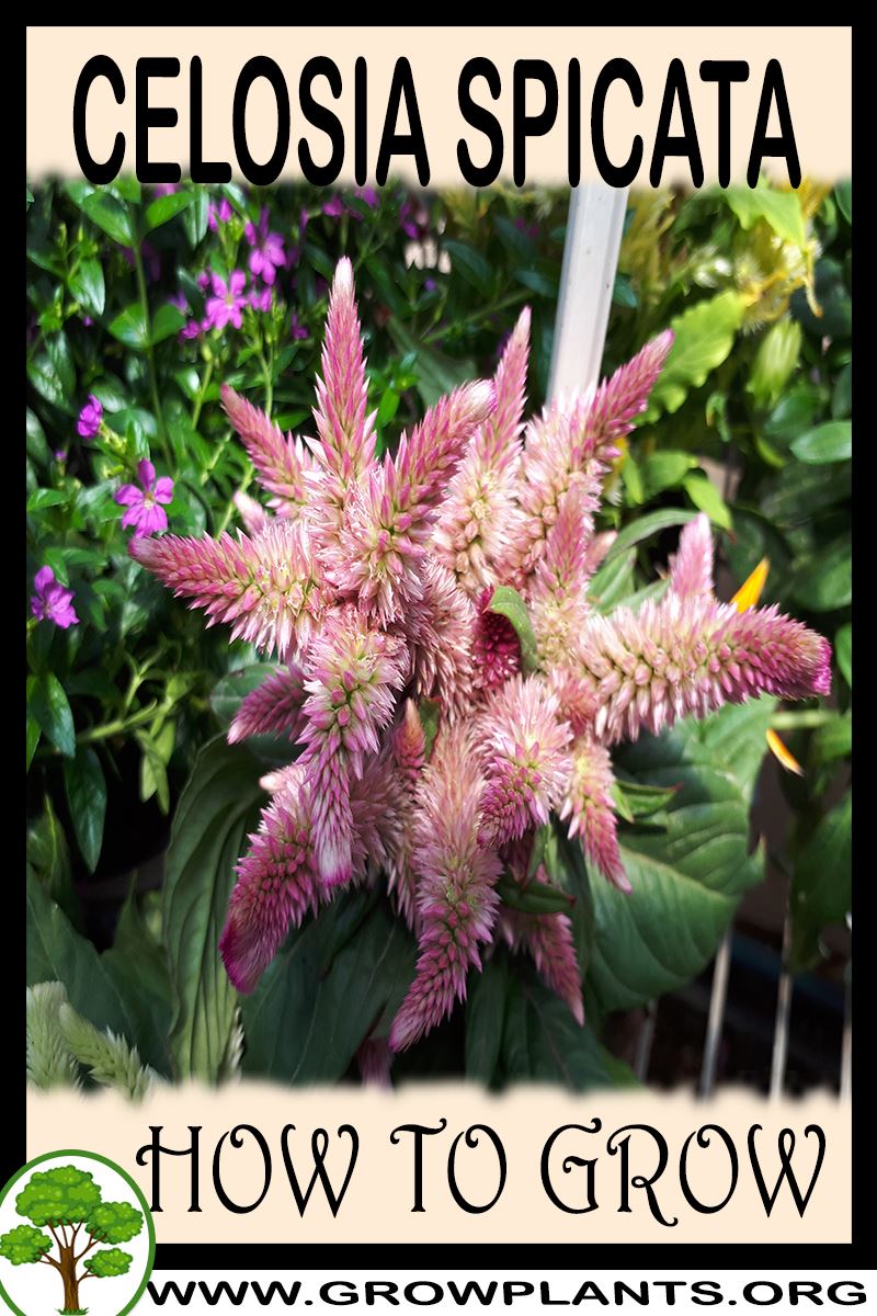 How to grow Celosia spicata