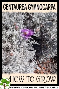 How to grow Centaurea gymnocarpa