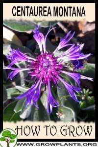 How to grow Centaurea montana