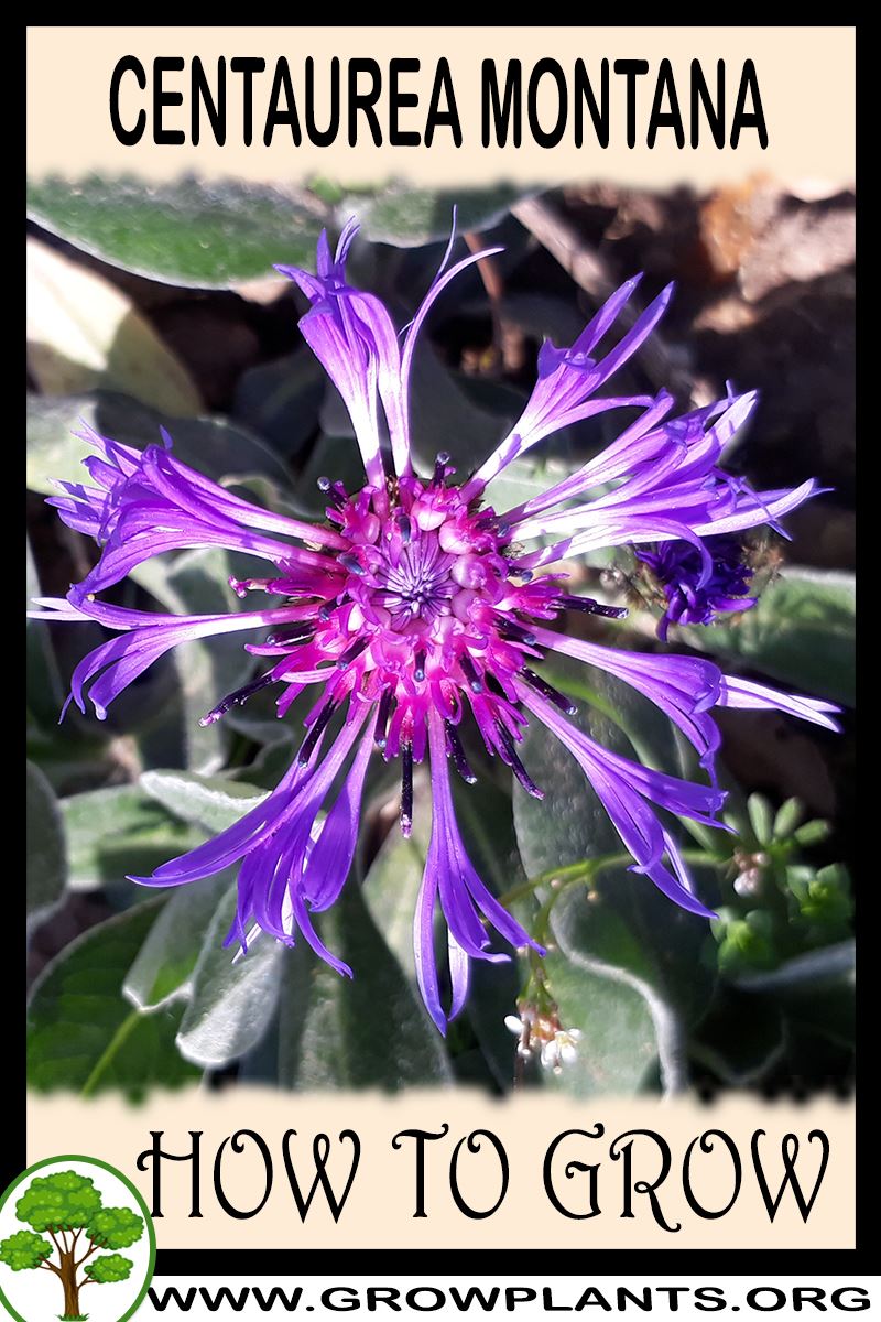 How to grow Centaurea montana