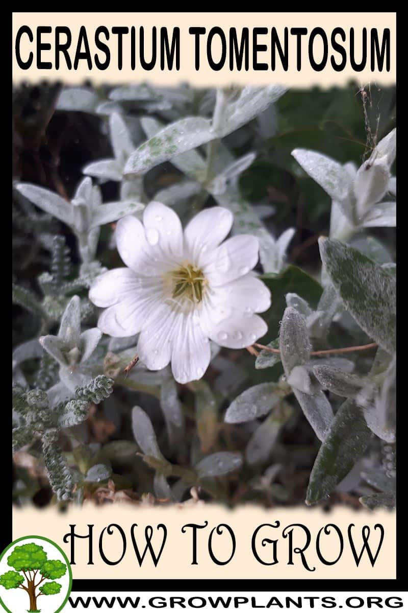 How to grow Cerastium tomentosum