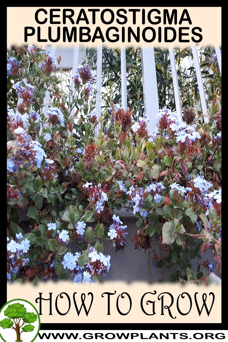 How to grow Ceratostigma plumbaginoides