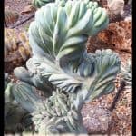 Cereus peruvianus monstrose