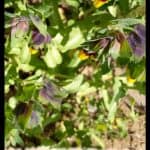 Cerinthe major