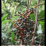 Chamaedorea