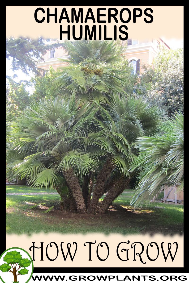 How to grow Chamaerops humilis