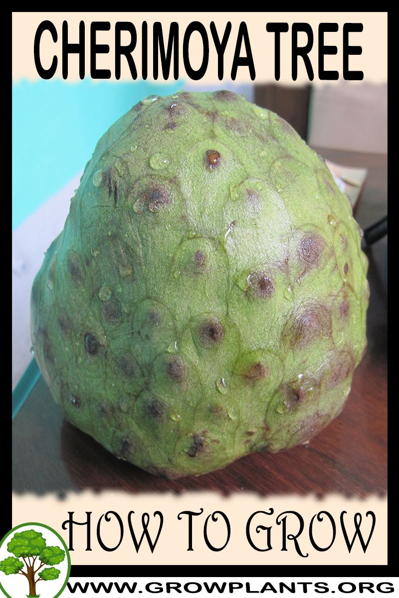 How to grow Cherimoya
