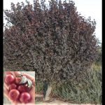Cherry plum