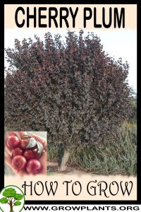 How to grow Cherry plum