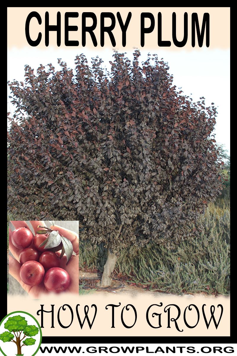 How to grow Cherry plum