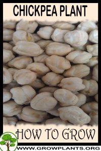 How to grow Chickpea plant