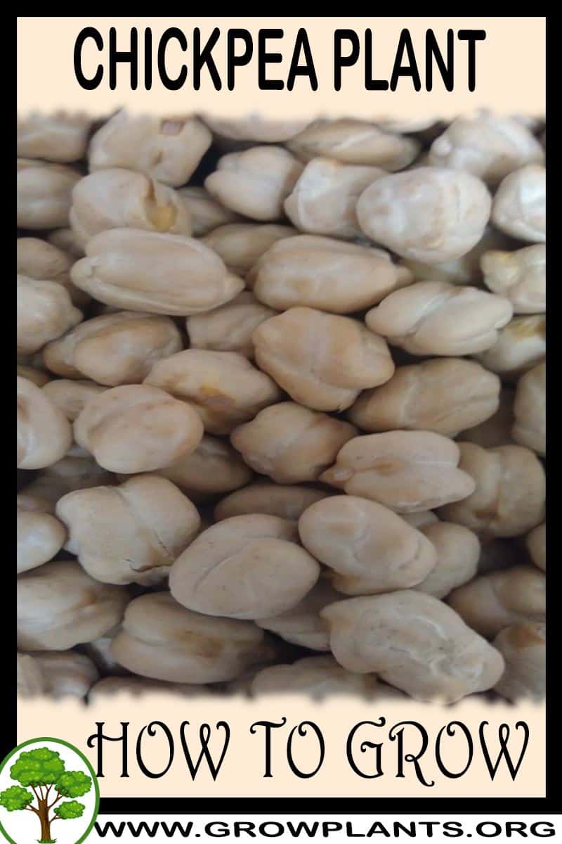 How to grow Chickpea plant