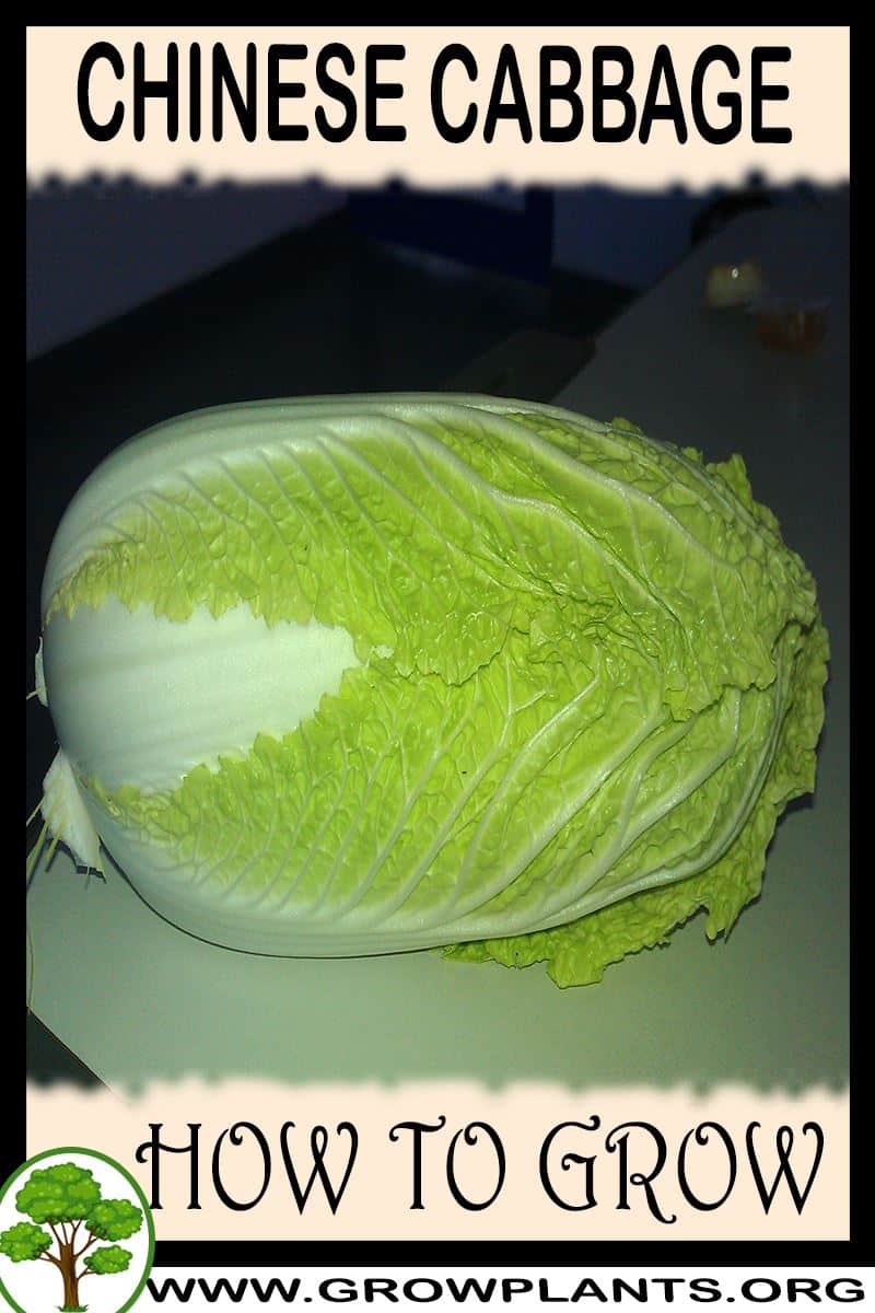 How to grow Chinese cabbage