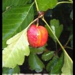 Chinese hawthorn