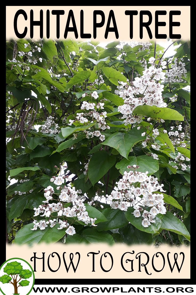 How to grow Chitalpa tree
