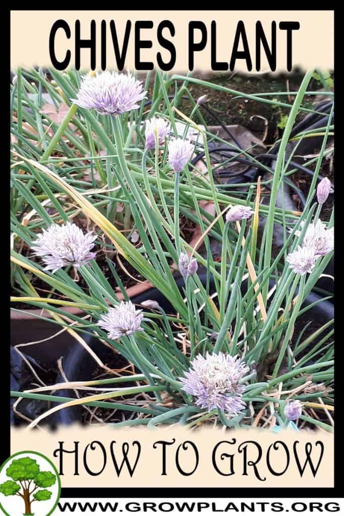 Chives plant