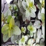 Chocolate Mint plant