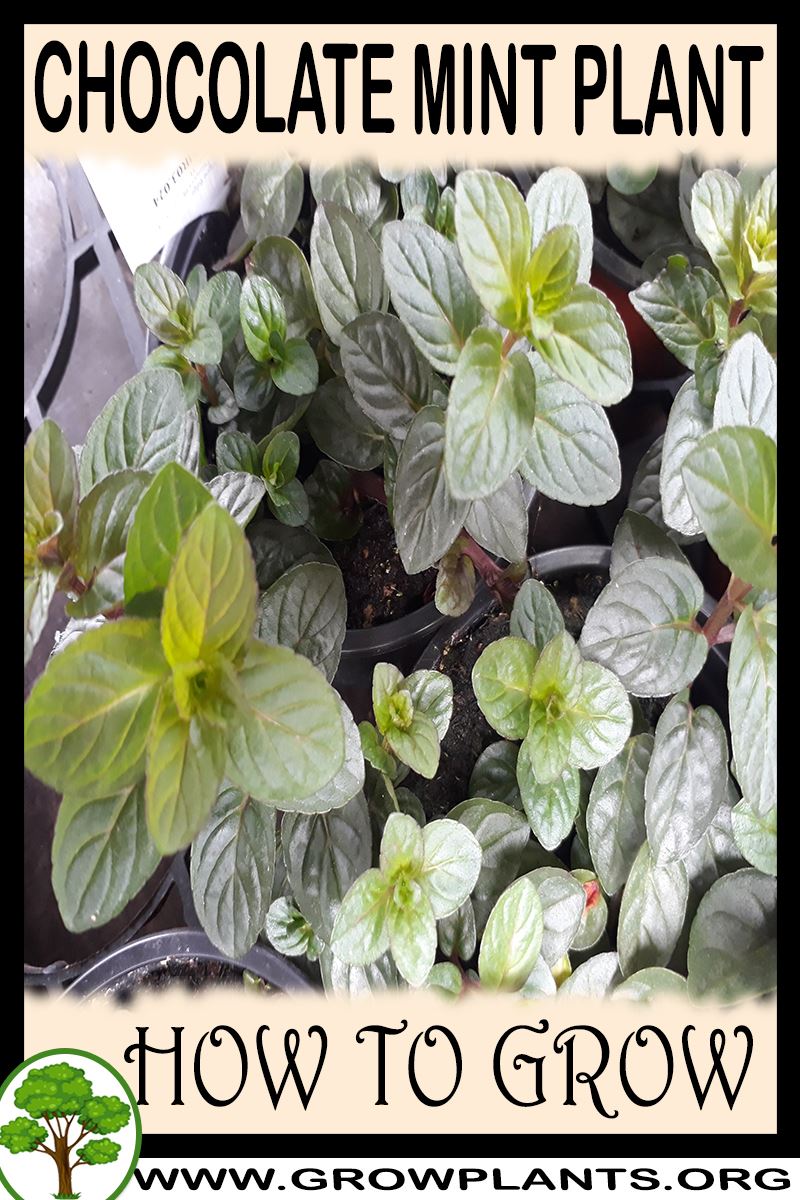 How to grow Chocolate Mint plant