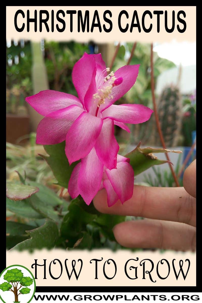 How to grow Christmas cactus