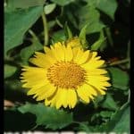Chrysanthemum coronarium