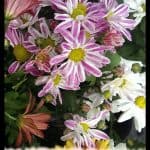 Chrysanthemum grandiflorum
