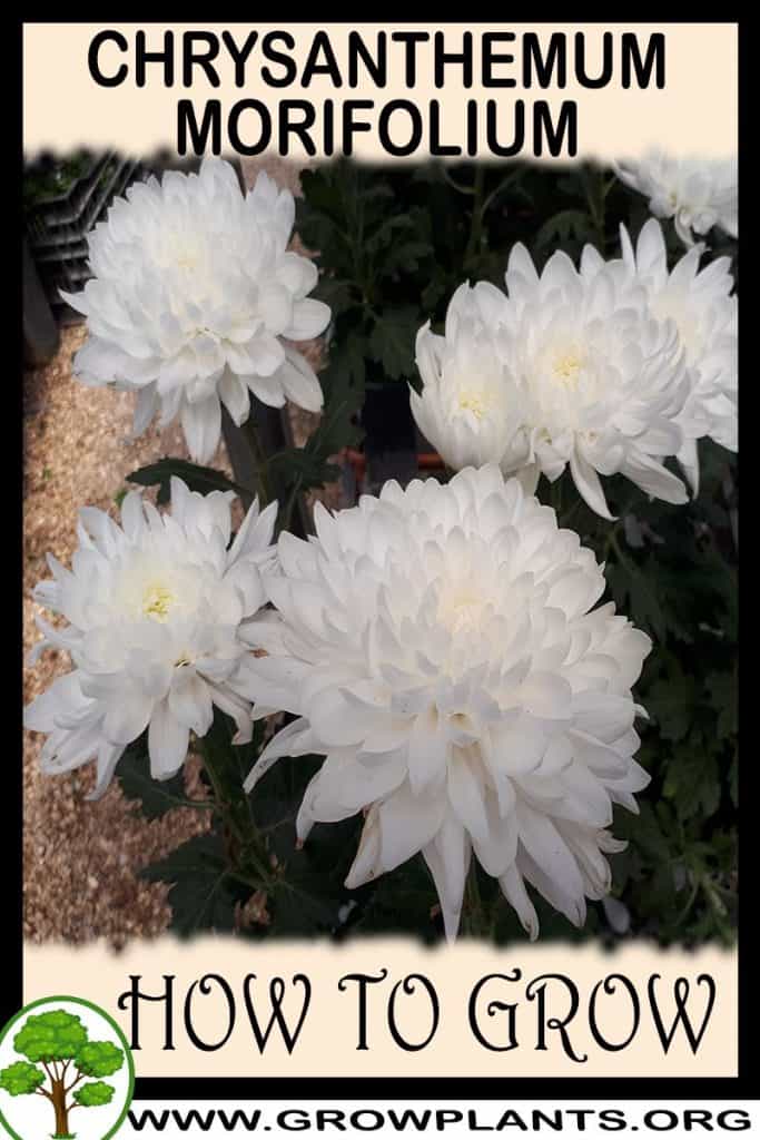 Chrysanthemum morifolium