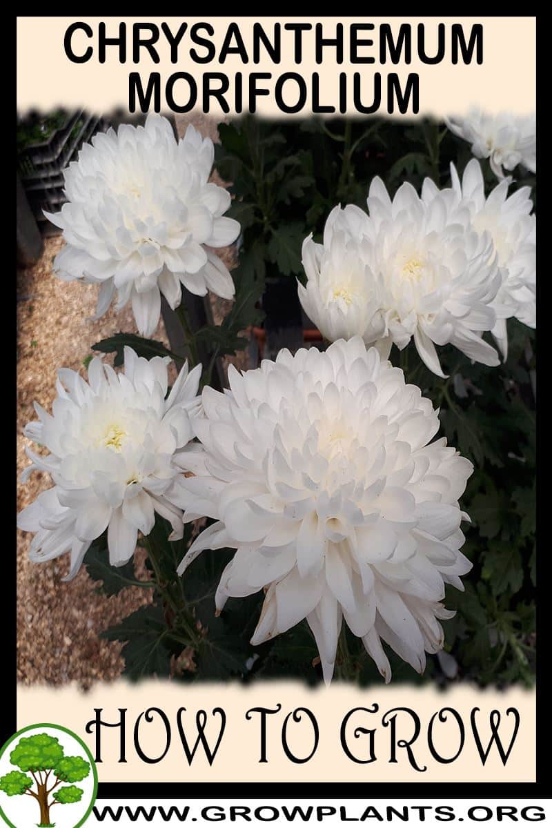 How to grow Chrysanthemum morifolium