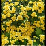 Chrysanthemum pacificum