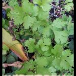 Cilantro plant