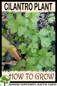 How to grow Cilantro plant