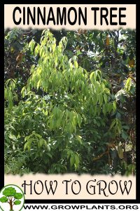 How to grow Cinnamon tree