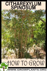 How to grow Citharexylum spinosum