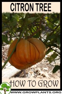 How to grow Citron