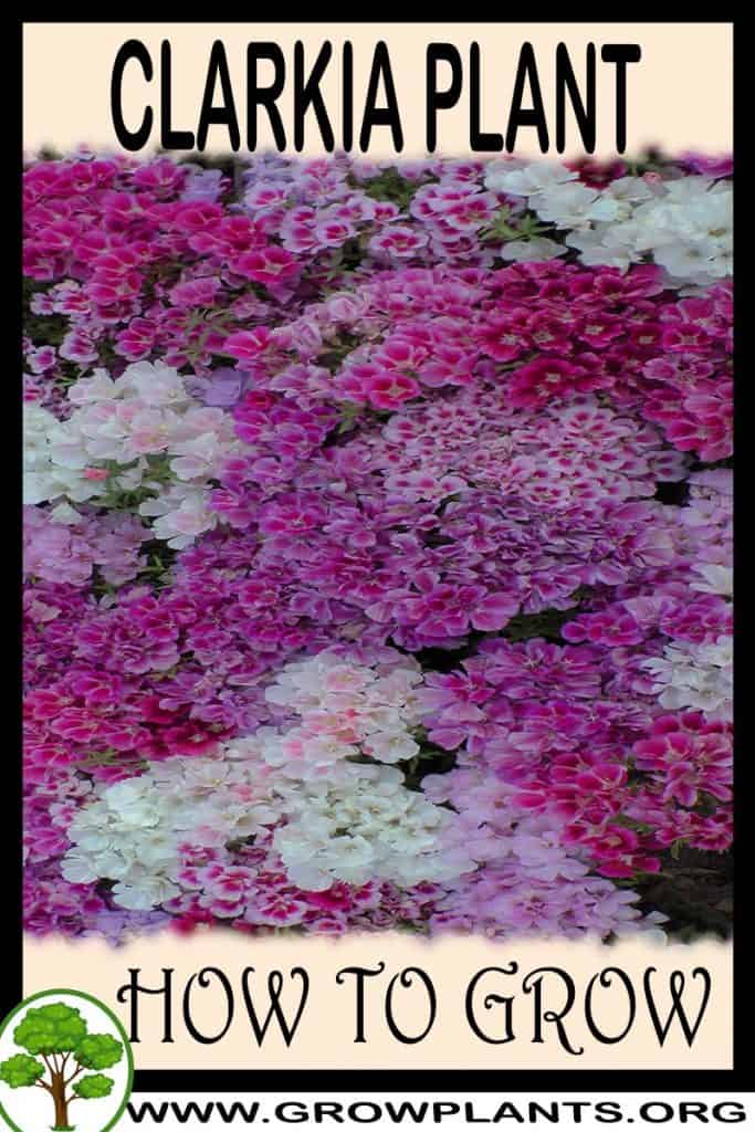 Clarkia